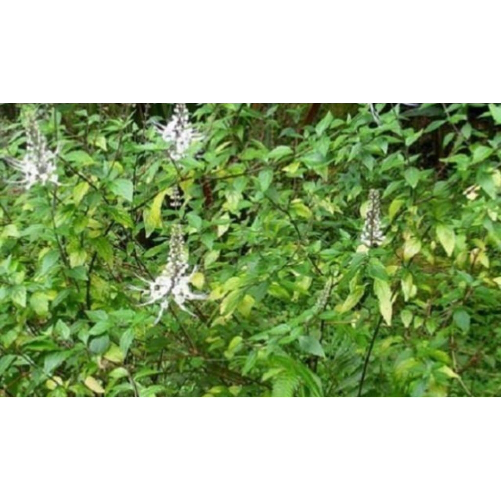 

Daun kumis kucing segar 100 gram