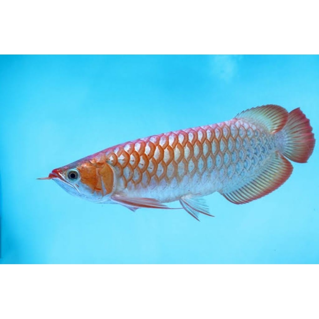 Arwana Super Red / SR 20 - 22cm