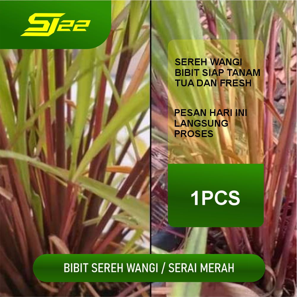 

New Promo Bibit Tanaman sereh wangi/sereh merah asli