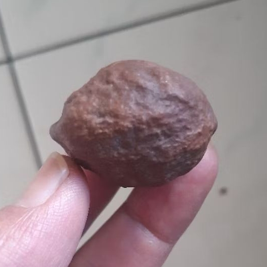 Kemiri adu Muncang Adu Yanti Dahdir Ori Tua Jatuhan