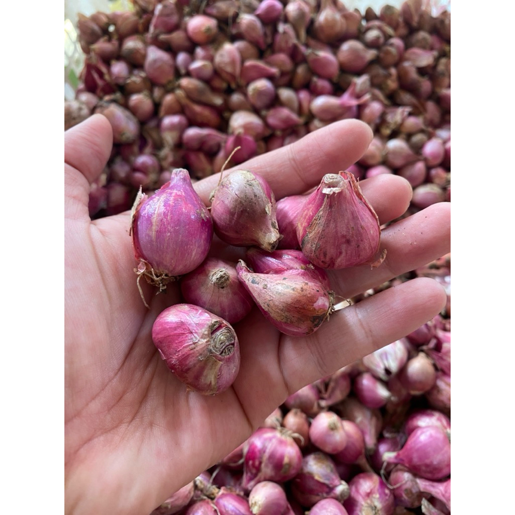 

ROMO BAWANG MERAH UKURANG SEDANG KECIL NGANJUK JAWA TIMUR