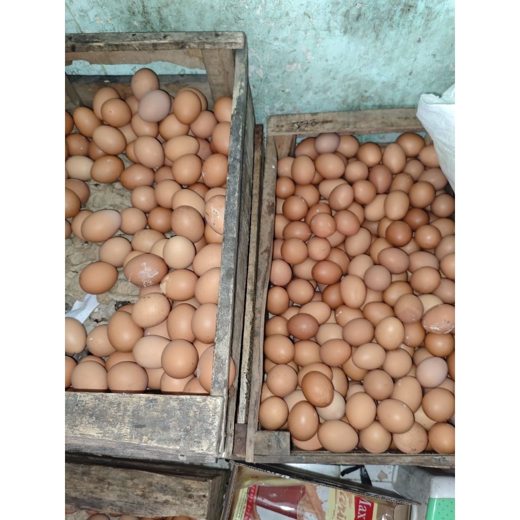 

Telur Ayam Broiler
