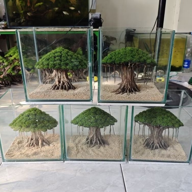 AQUARIUM SOLITER CUPANG | BERINGIN AQUASCAPE | HARDSCAPE | HIASAN AQUARIUM | DEKORASI AQUARIUM | POH