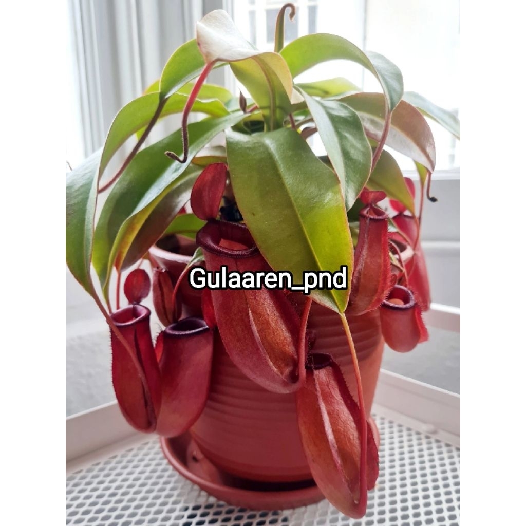 Tanaman Karnivora Nepenthes Kantong Semar premium