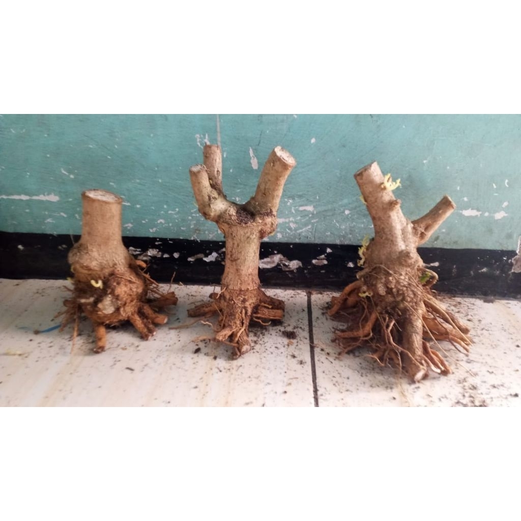 bahan bonsai sancang prokar