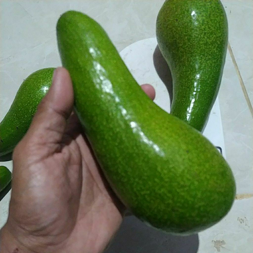 

Alpukat Mentega jumbo Asli Muria Grade A (premium)1 kilo isi 2-3 buah