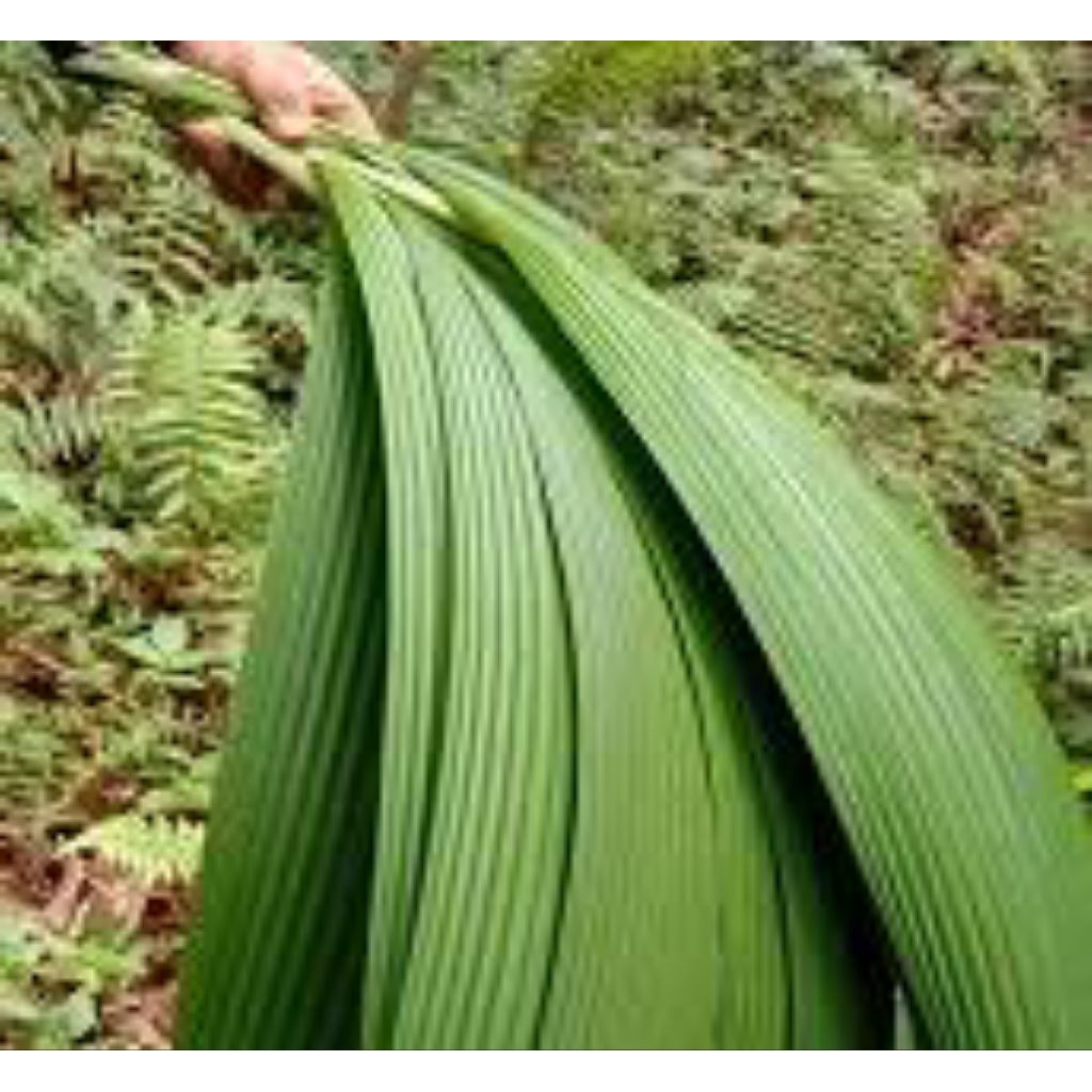 

daun congkok bungkus untuk bakcang, kicang 1 kg alat memasak