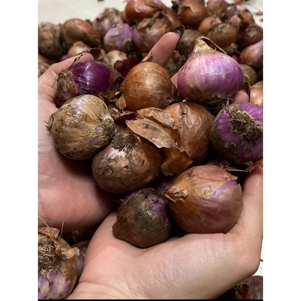 

Bawang merah import Fresh