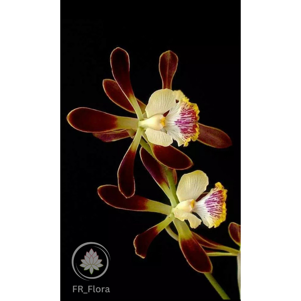 Anggrek Ercis Klasik – Encyclia Orchid (BIBIT)