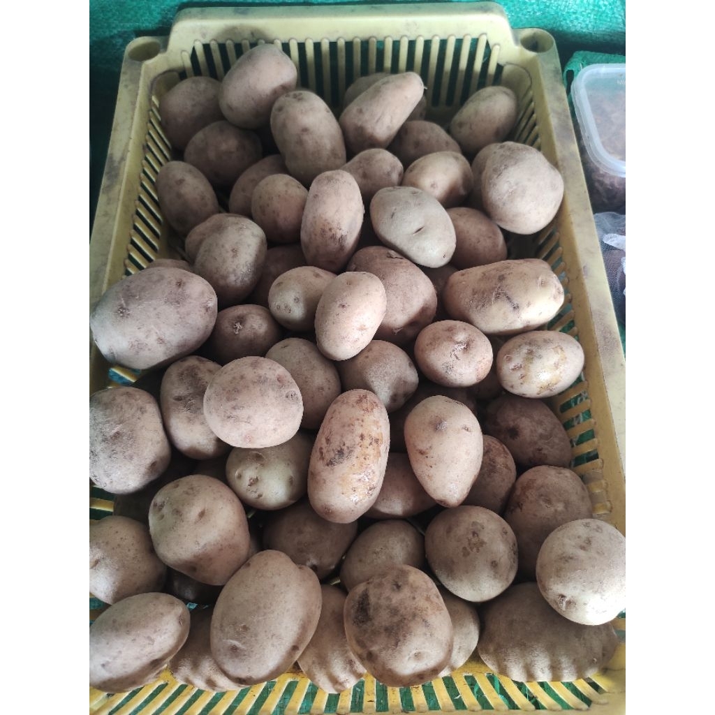 

Kentang Asli produk baru 1 kg 500 Gram Ready