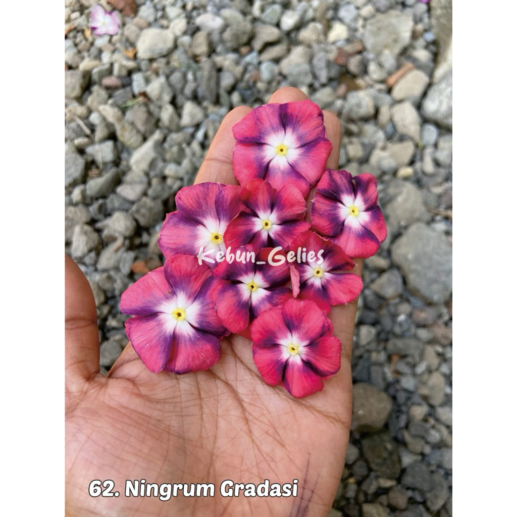 benih vinca ningrum gradasi