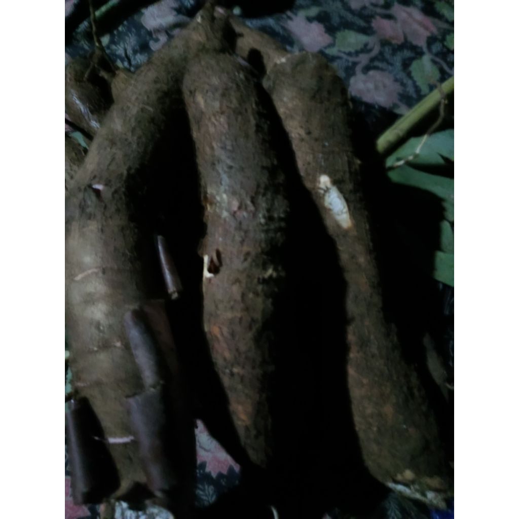 

singkong peremas berkualitas 1kg murah