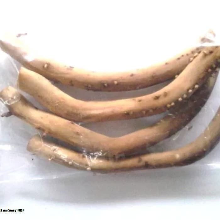 

Akar Pinang Muda Segar | Obat Tradisional 250Gram