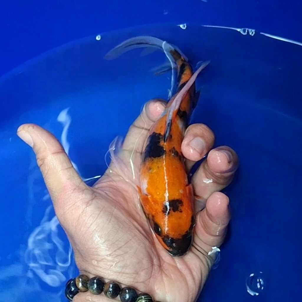 Ikan Koi Blitar Jenis Kumpay Slayer / Rumah Koi Jakarta / kode 008