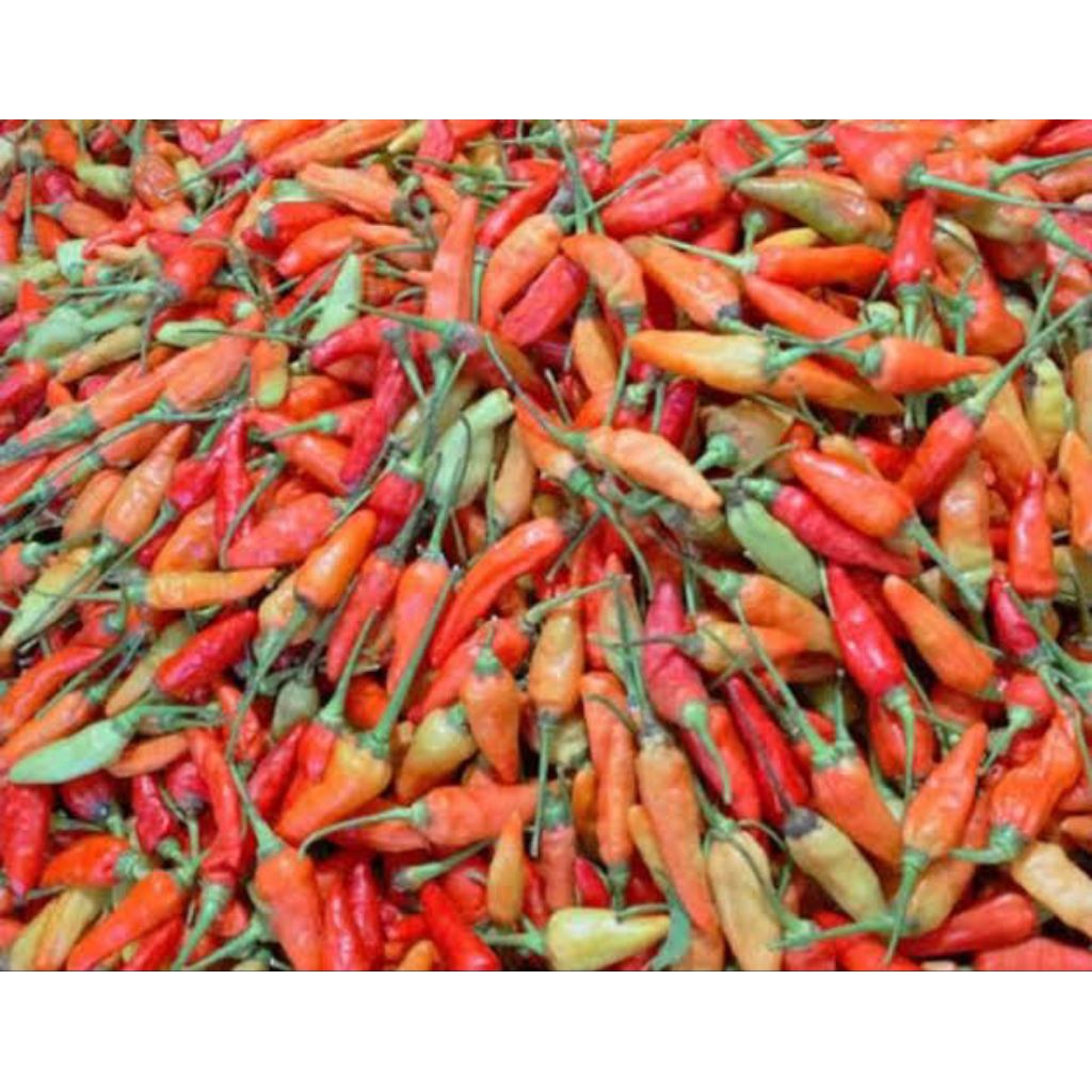 [COD] Cabe/cabai rawit merah super pedas 1kg