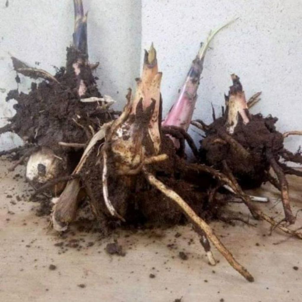 bibit pisang klutuk wulung tinggi 25 _35 cm..rp 15000