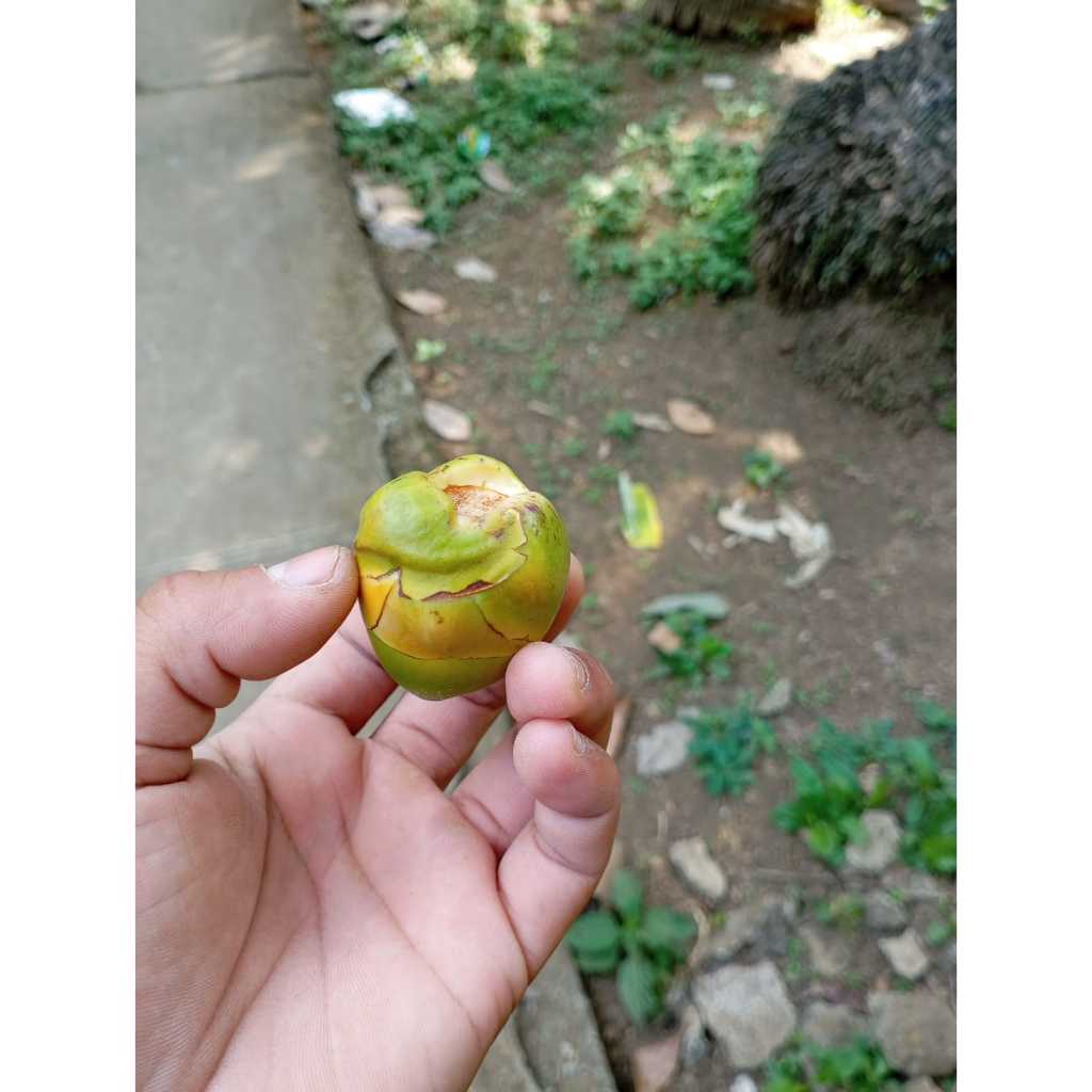 

Beluluk Kelapa Asli – Buah Kelapa Muda Pilihan [ isi 5 biji ]