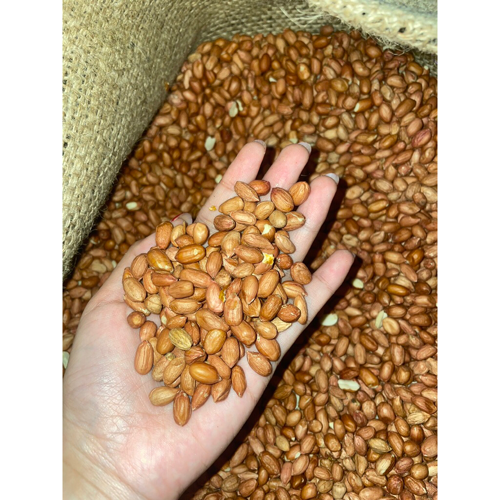 

Kacang Tanah India FRESH Mentah 4kg