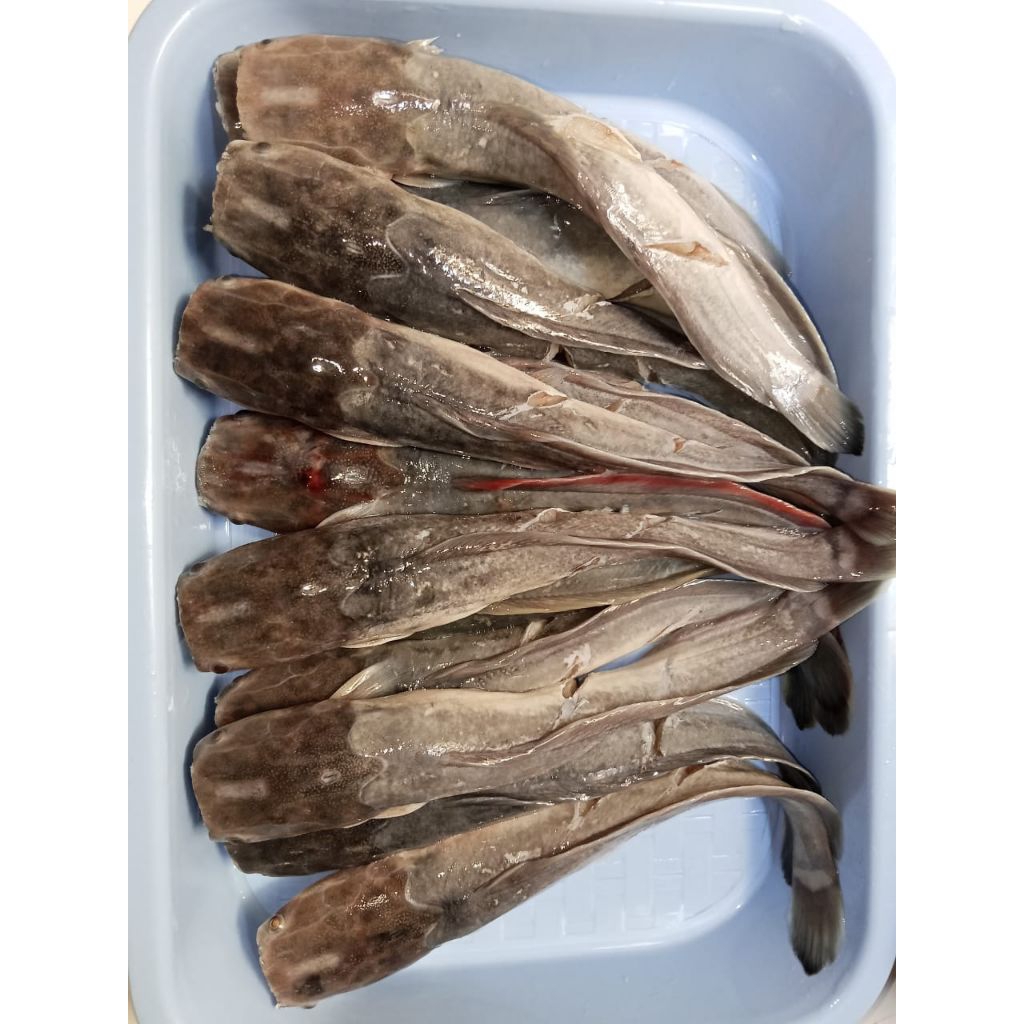 

Lele Fresh Kemasan 300 Gram Sudah Dibersihkan