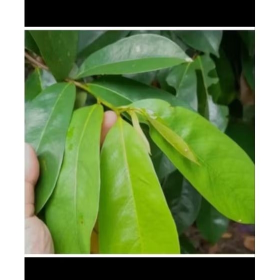 

Daun siraak segar 50 lembar+5lembar