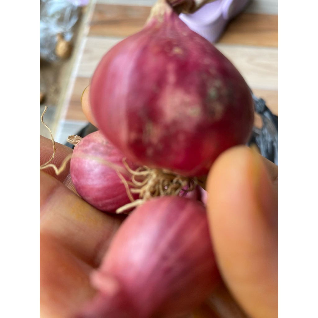 

Bawang Merah tanggung sudah kering