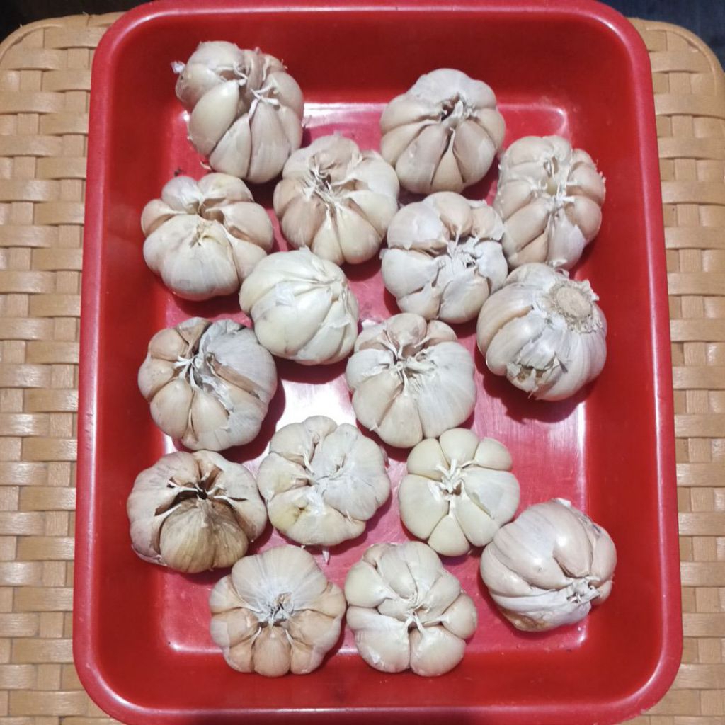 

Bawang Putih Bulat