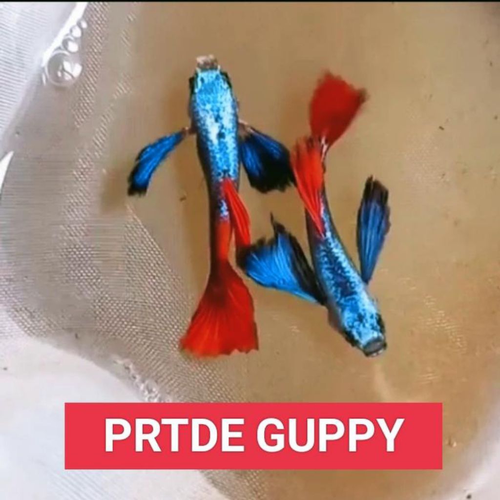 Ikan Hias Guppy PRTDE 2 PASANG