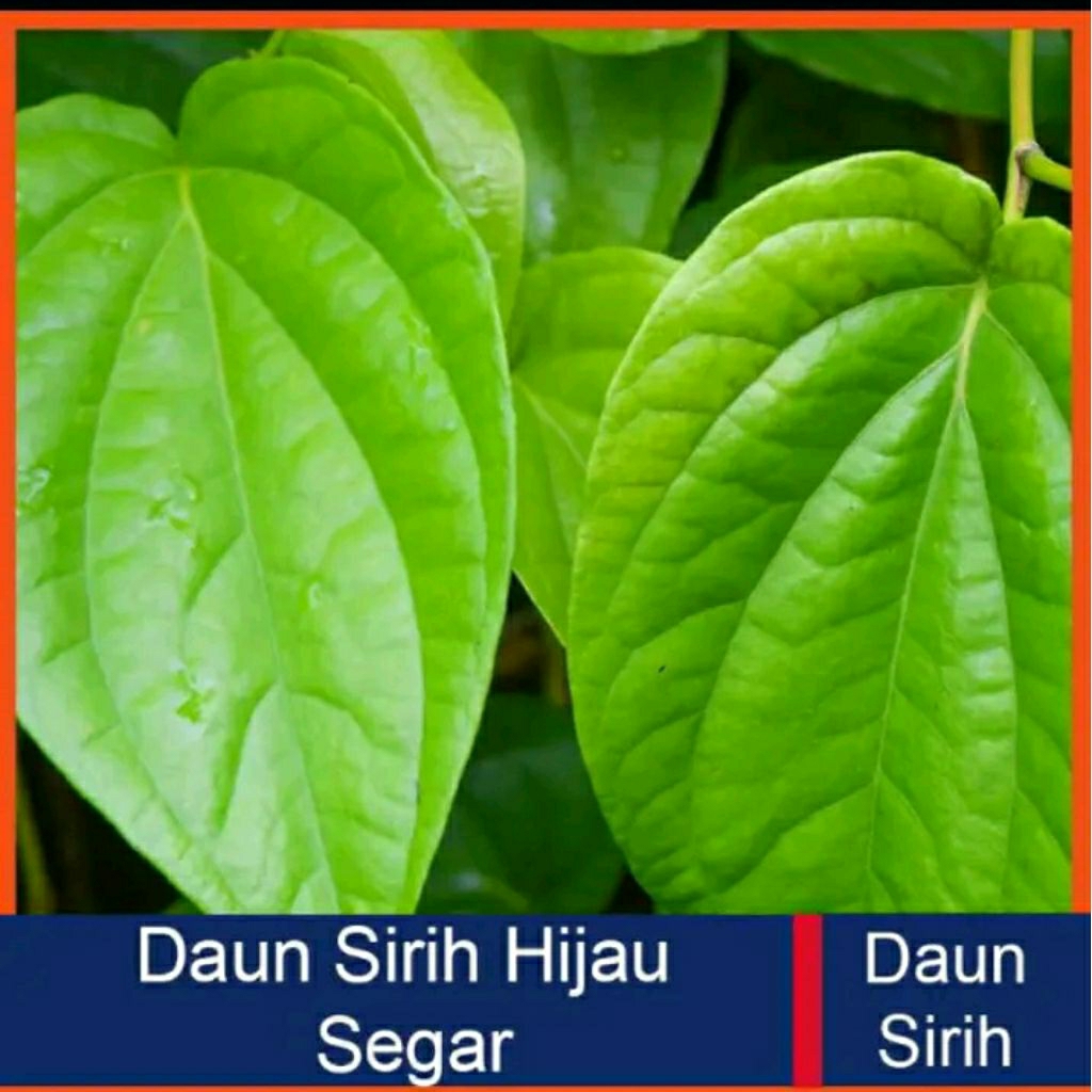 

daun sirih segar per 10 lmbar