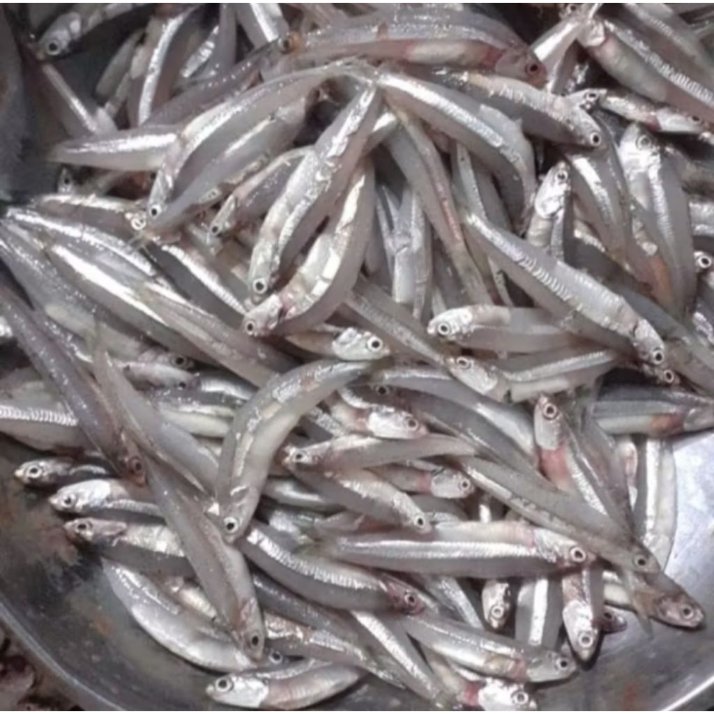 

IKAN TERI BASAH SEGAR 500GRAM