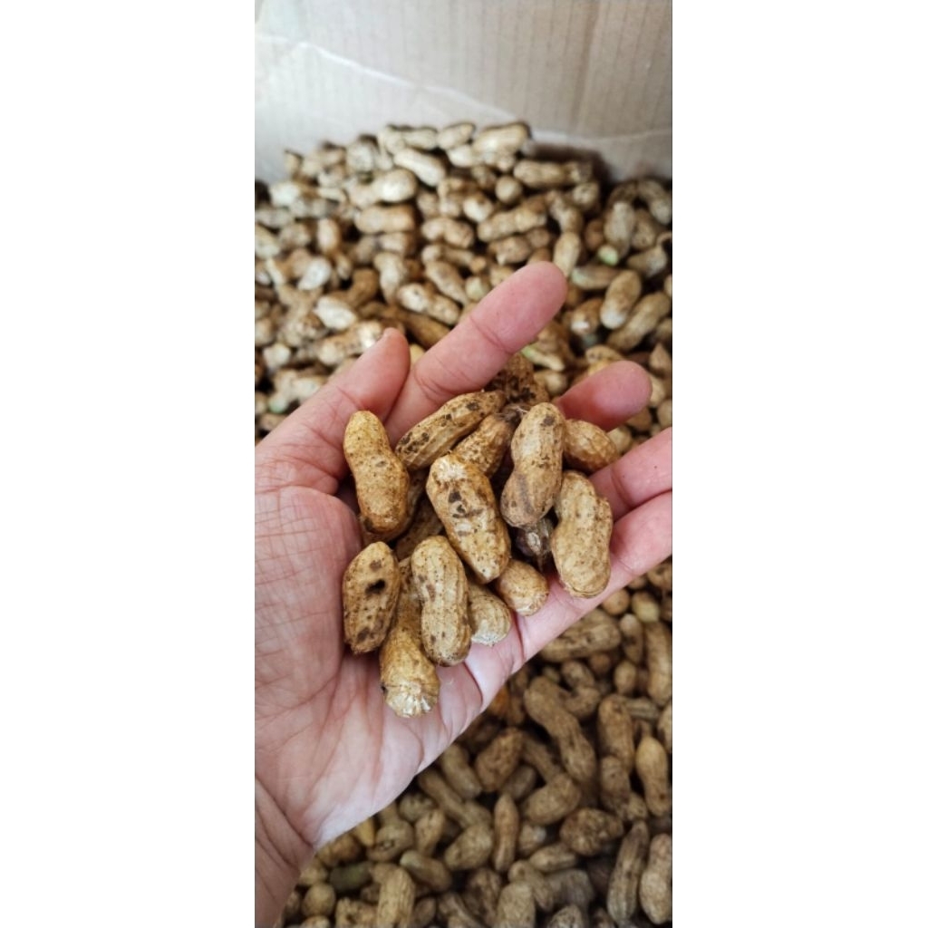 

Kacang tanah fress baru ambil dari sawah khas kebumen