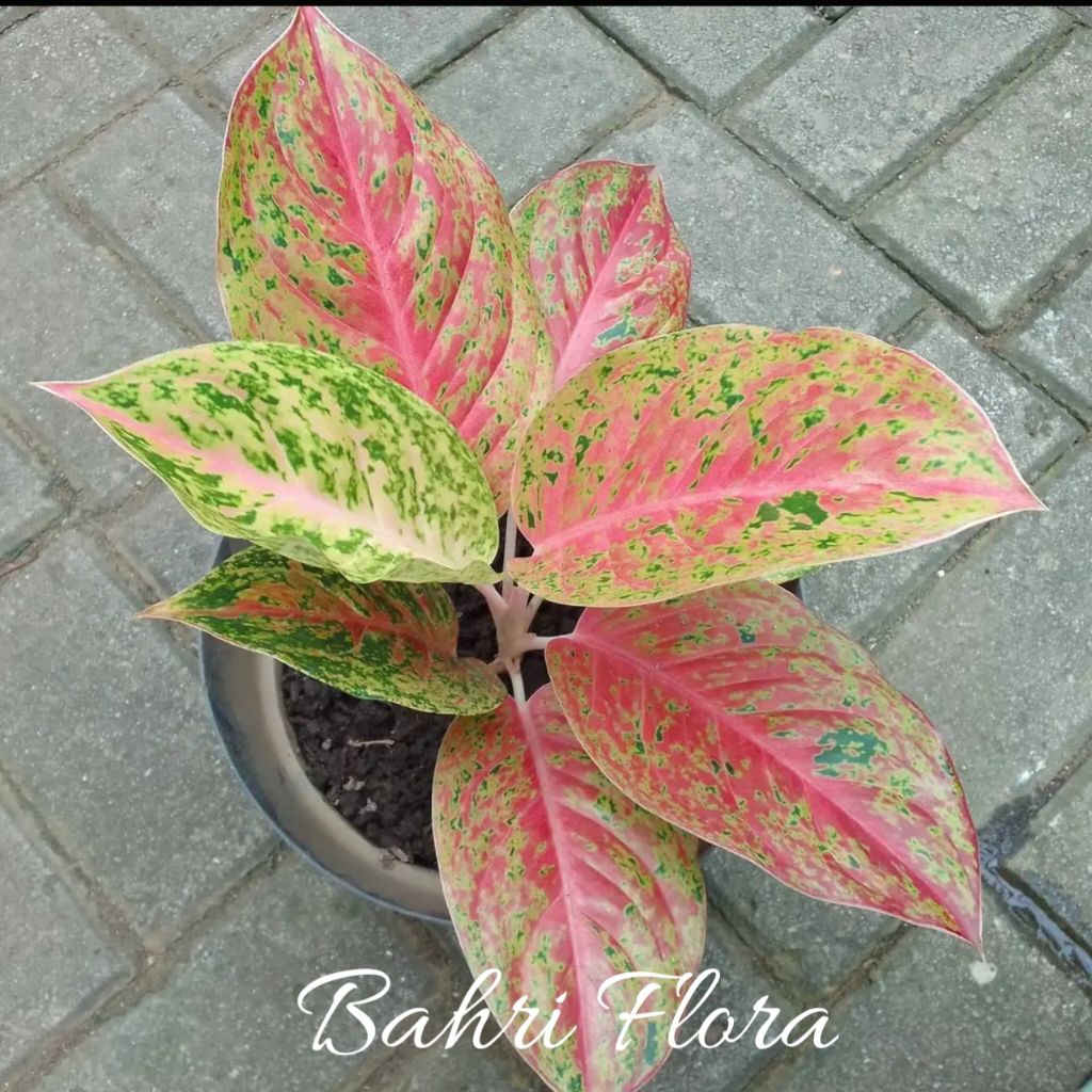 Tanaman Hias Aglonema Bigroy Dewasa - Aglonema Bigroy Rimbun