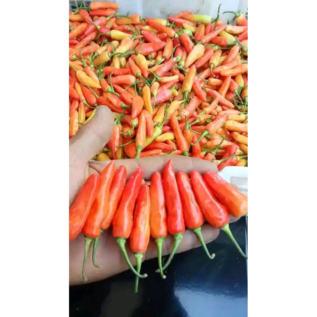 

cabai rawit merah segar 1 kg