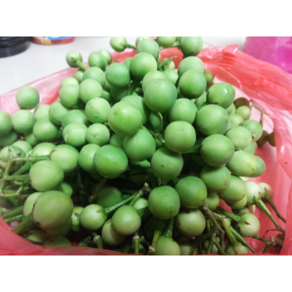 

BUAH TEKOKAK/BUAH CEPOKAK SEGAR 100 GRAM