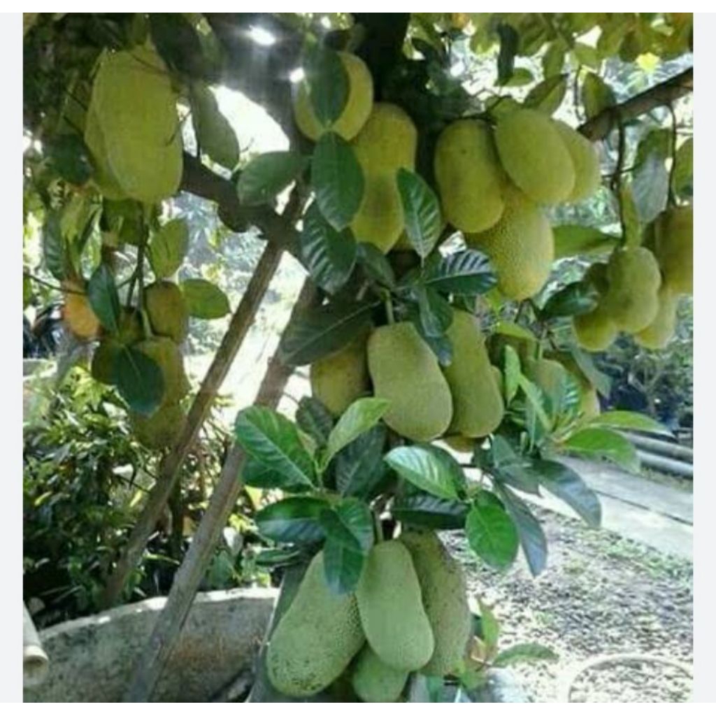 

nangka muda/gori/cecek sayur utuh 1/2kg perbutir