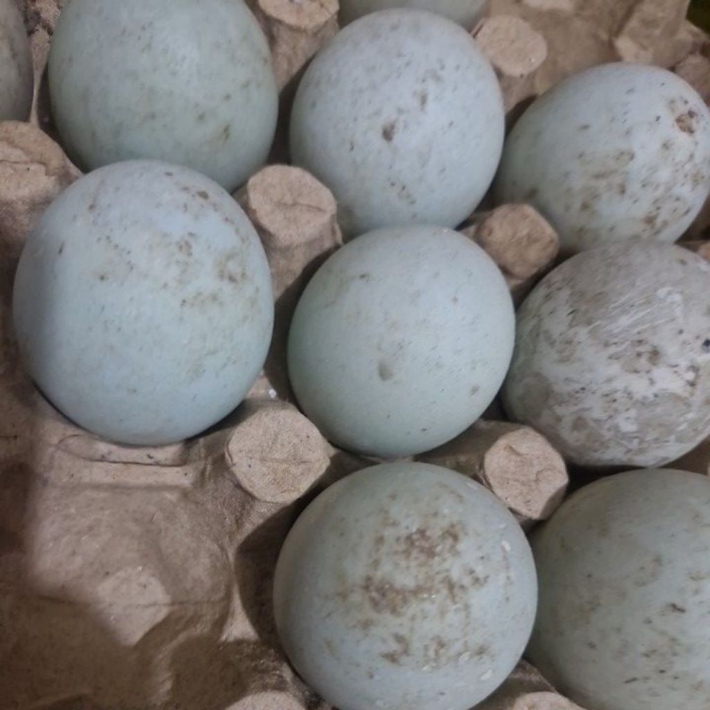 

telur bebek perbutir