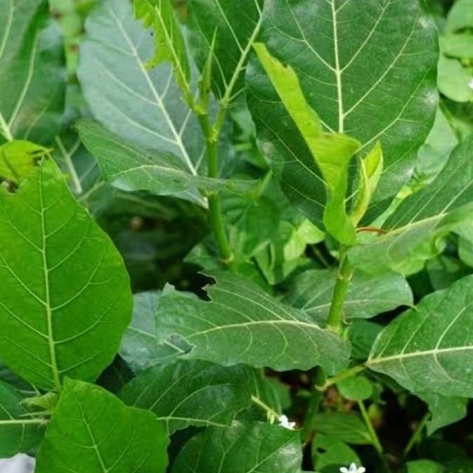 

daun awar awar fres250gr