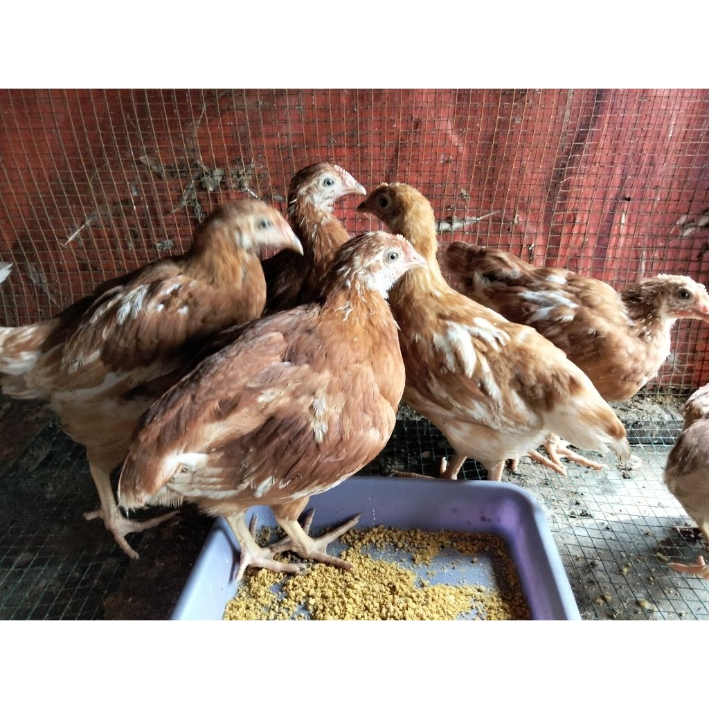 

Ayam Petelur 3 Bulan - Ayam telur 3 bulan - Ayam Merah 3 bulan