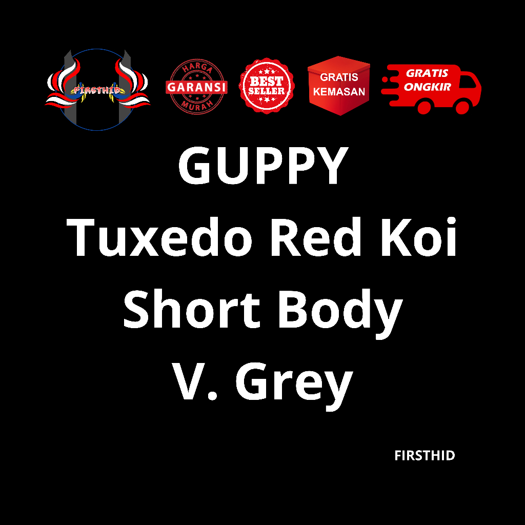 (BEST SELLER) Aksesoris Akuarium GUPPY Tuxedo Koi Short Body penghias kolam