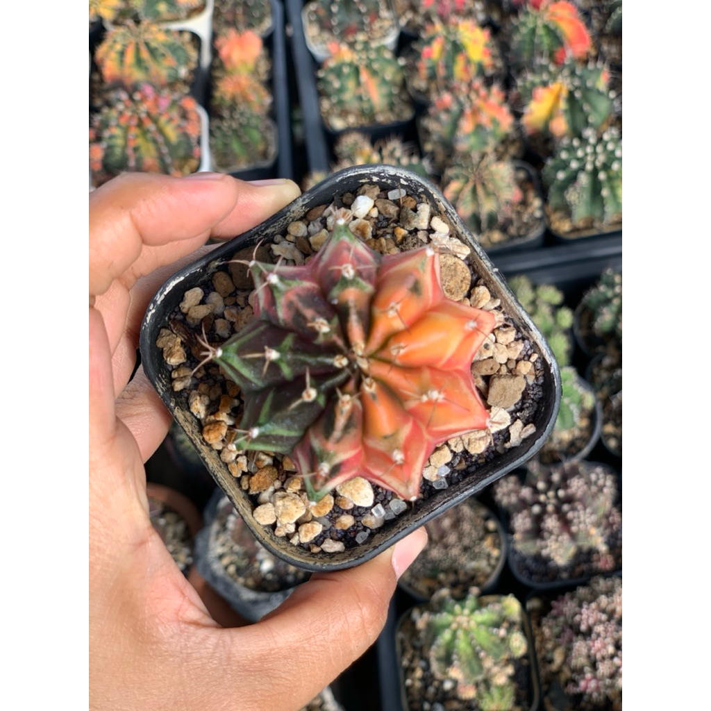 gymno miha var kaktus gymnocalycium mihanovichii varigata cluster rimbun tanaman hias hidup gurun du