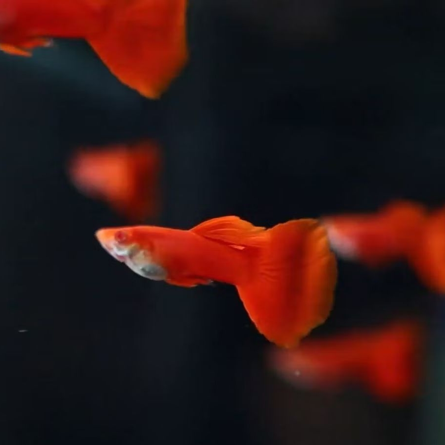 hiasan akuarium GUPPY AFR sepasang indukan