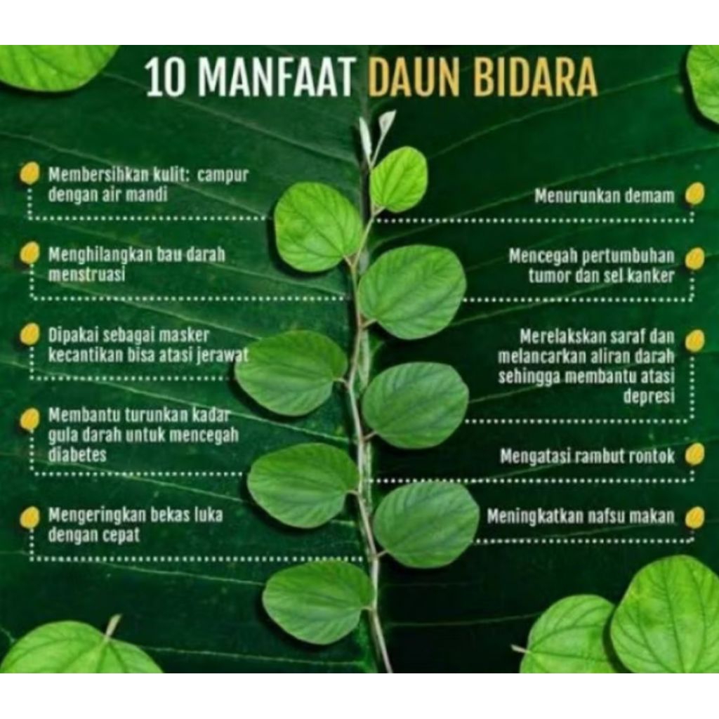 

daun bidara (100 lembar)