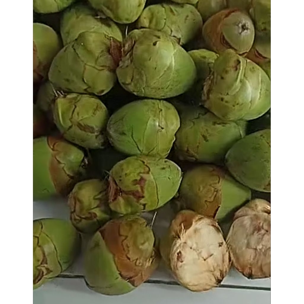 

beluluk / Tembuluk buah kelapa mini/ muda herbal diabetes