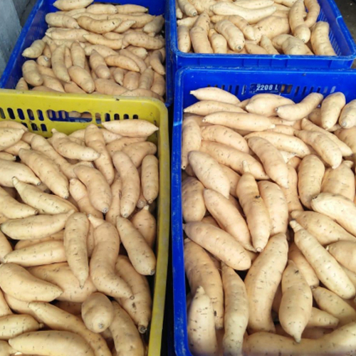 

PAKET USAHA Ubi Madu Cilembu (Ukuran Sedang 50 Kg)