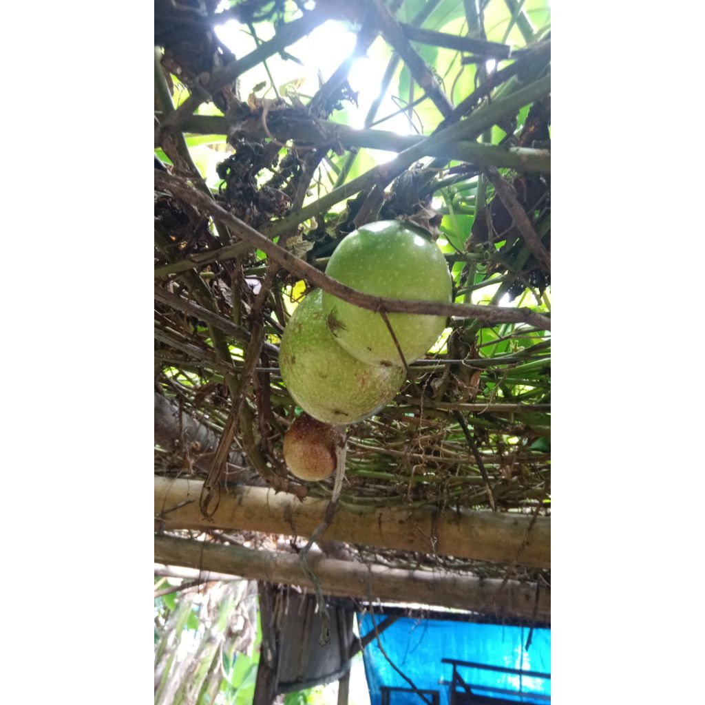 

buah markisa matang sedia per 1kg