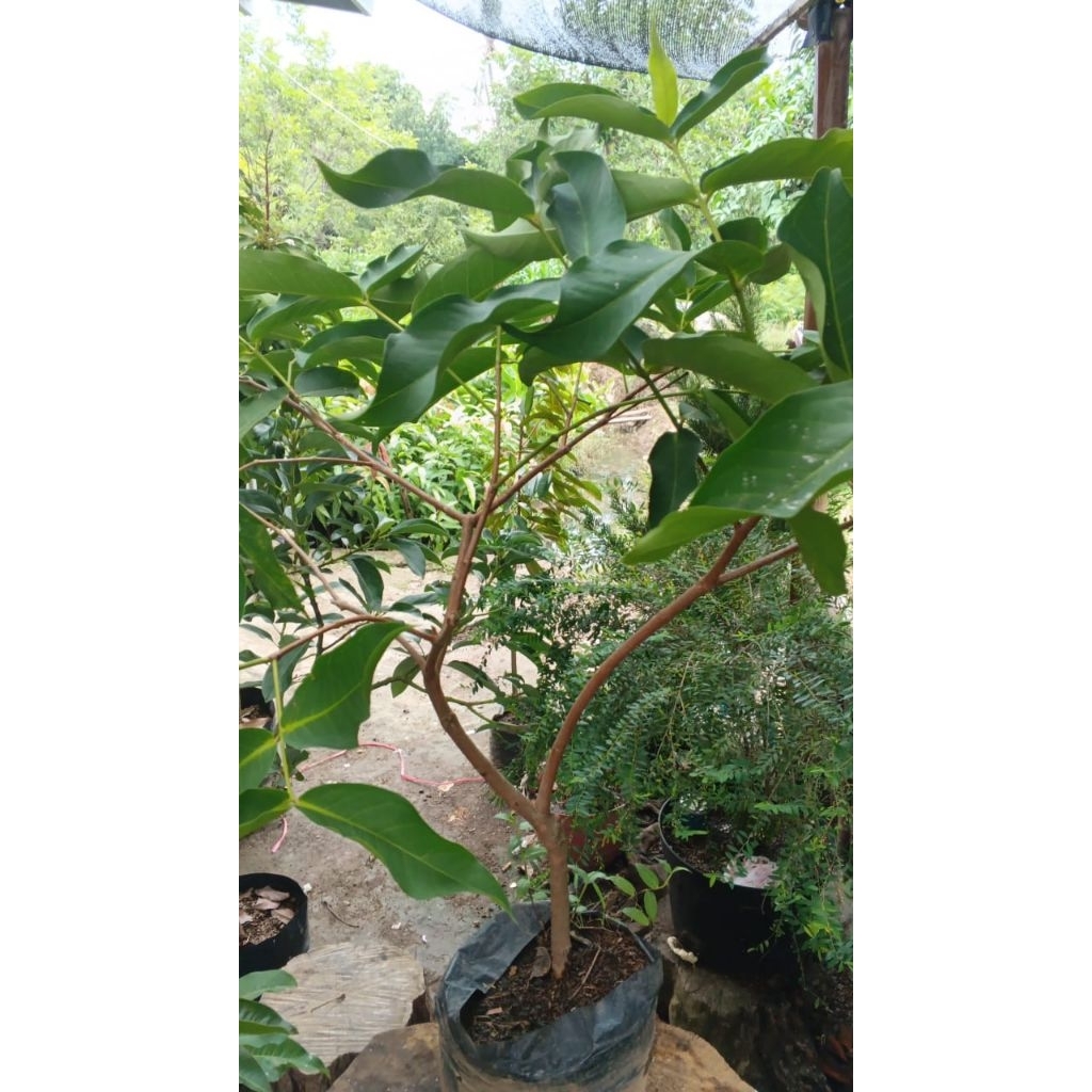 

jambu kiojok super manis tinggi 1 meter