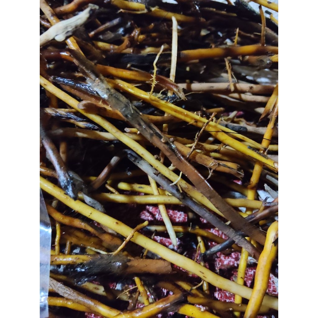 

akar pohon aren segar paket 1KG SIAP KIRIM