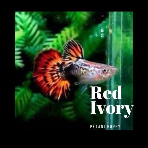 Dekorasi Aquarium Guppy Red Ivory Grade A