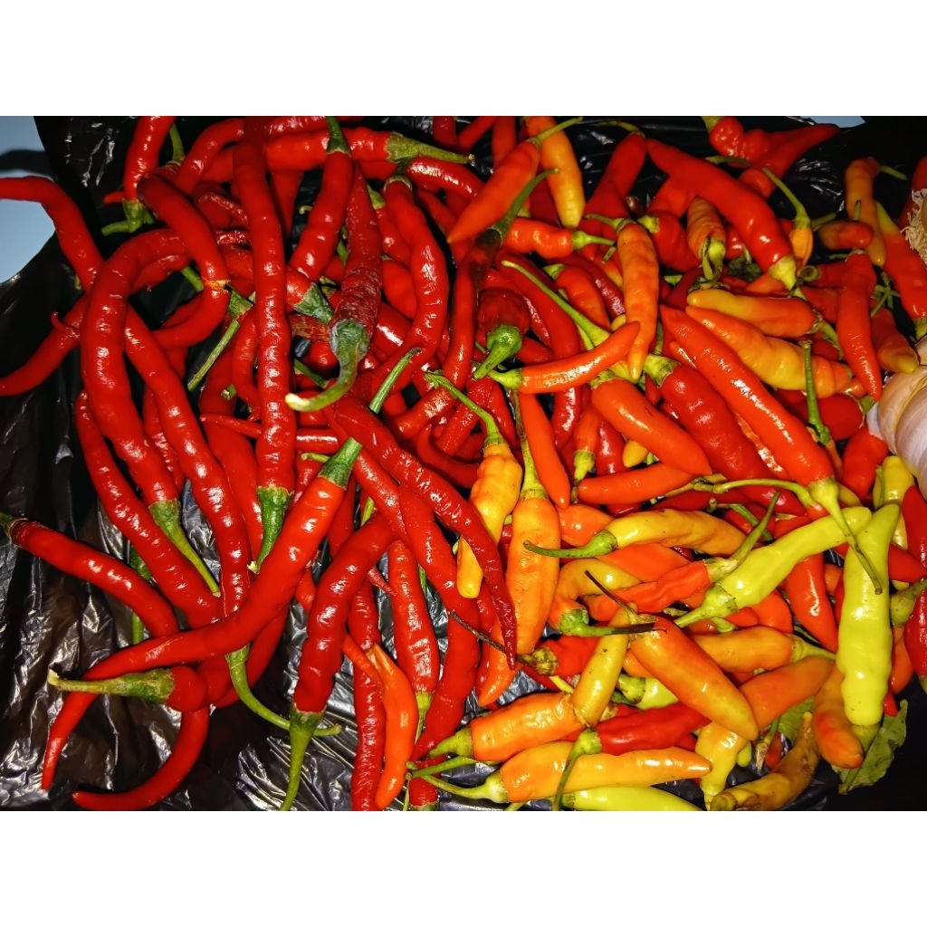 

Cabe Rawit Mix Cabe keriting