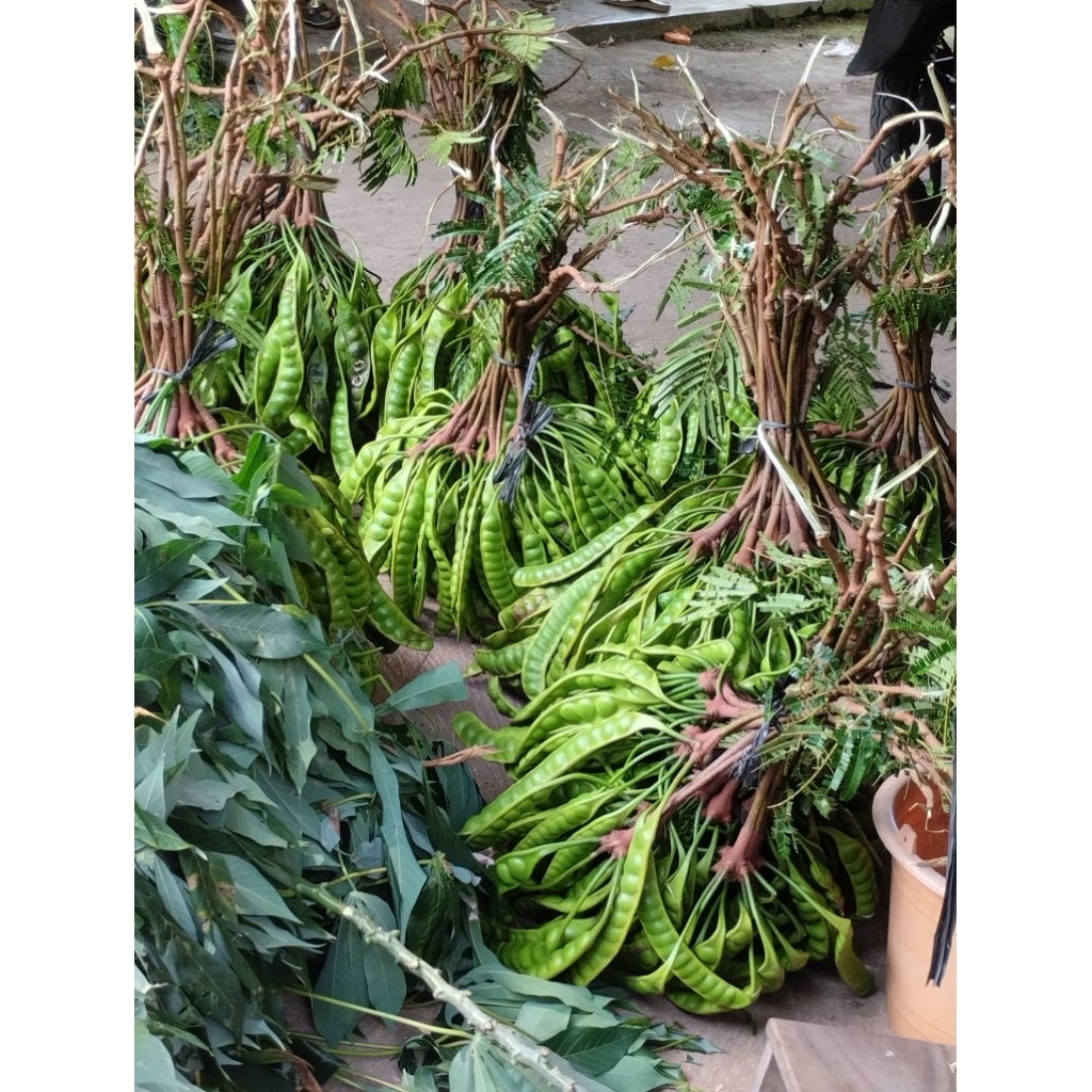 

PETE PETAI ASLI PATI