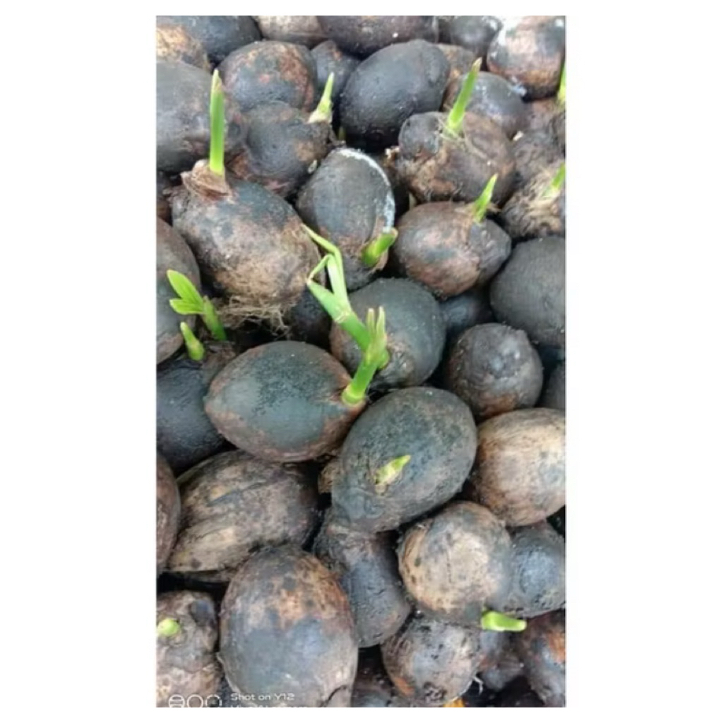 Kecambah pinang pandan wangi super